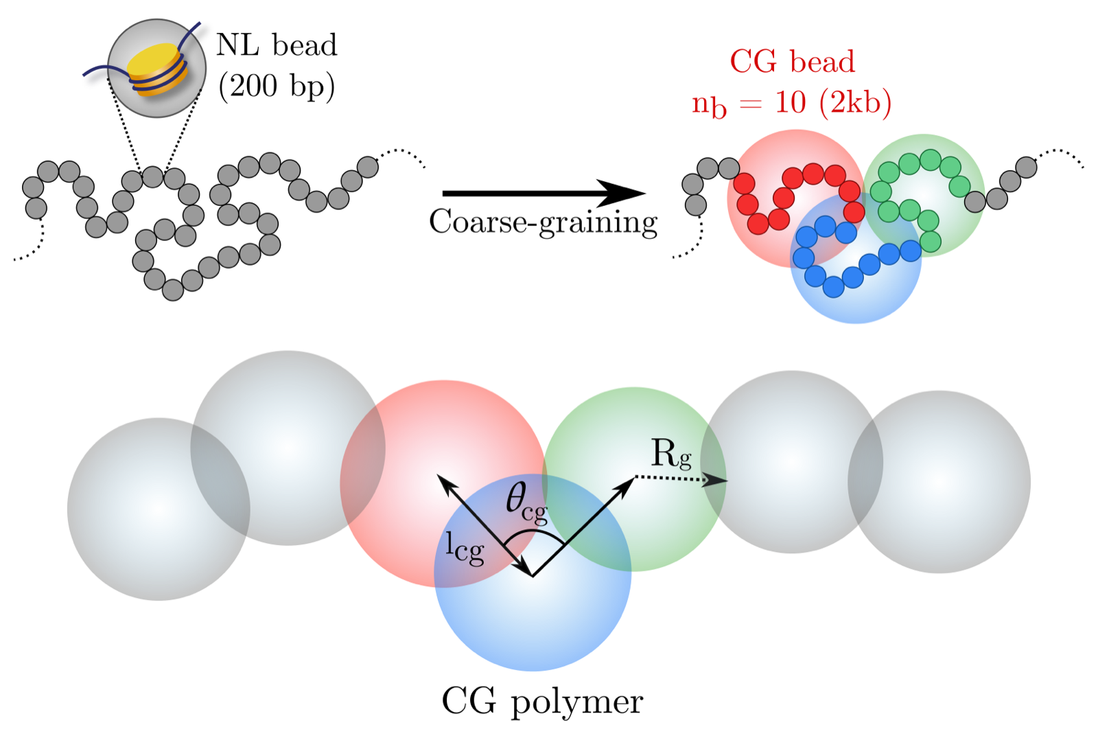 Schematic of systematic coarse-graining from nucleosome resolution to a bead-spring chromatin polymer