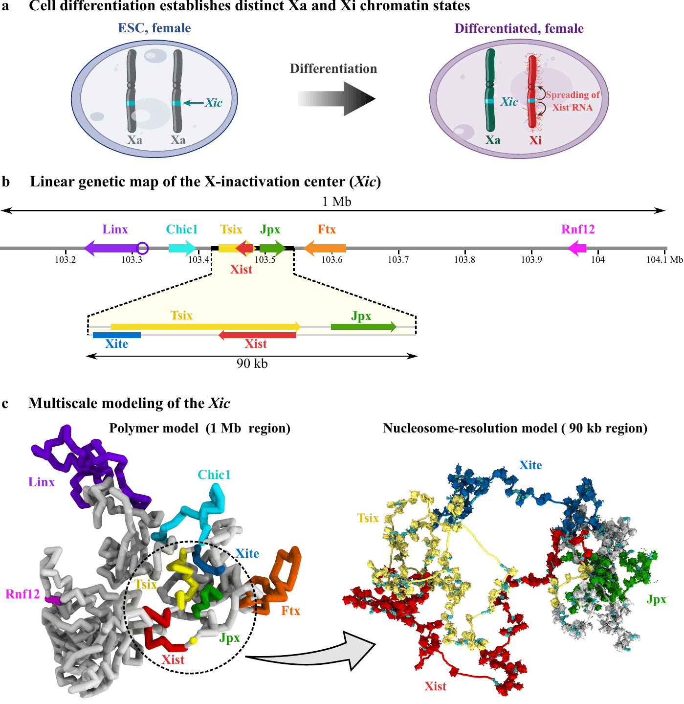 The X-inactivation center: a genetic map of the 1 Mb locus, and the two simulation models, a coarse-grained polymer of the full region and a nucleosome-resolution model of the 90 kb core