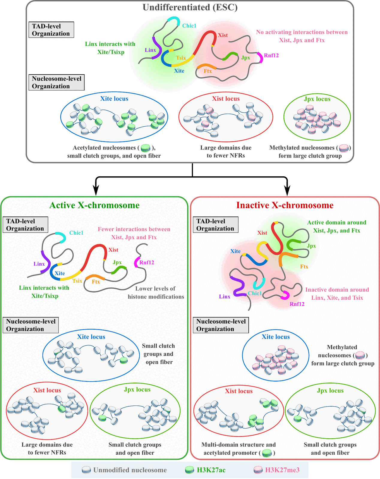 Summary of chromatin reorganisation during X inactivation, comparing undifferentiated stem cells with the active and inactive X at both domain level and nucleosome level
