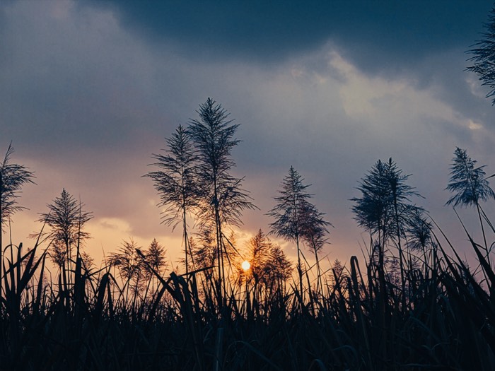 Tall feathery reeds silhouetted against an orange sunset under a heavy sky