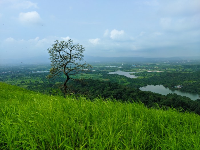 A lone tree on a grassy slope overlooking lakes and forest below