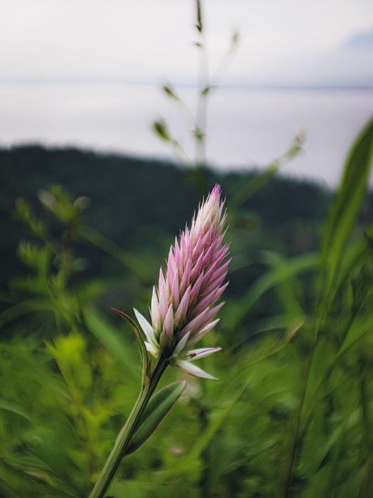 Pink and white flower spike in tall grass, valley falling away behind it