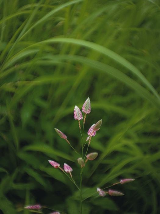 Delicate pink-striped flower buds against a wash of green grass