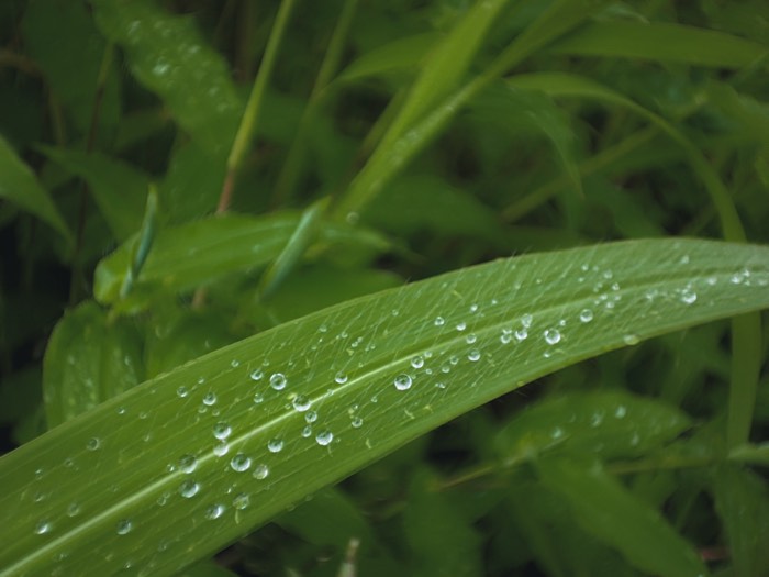 Water droplets beaded along a blade of grass after rain
