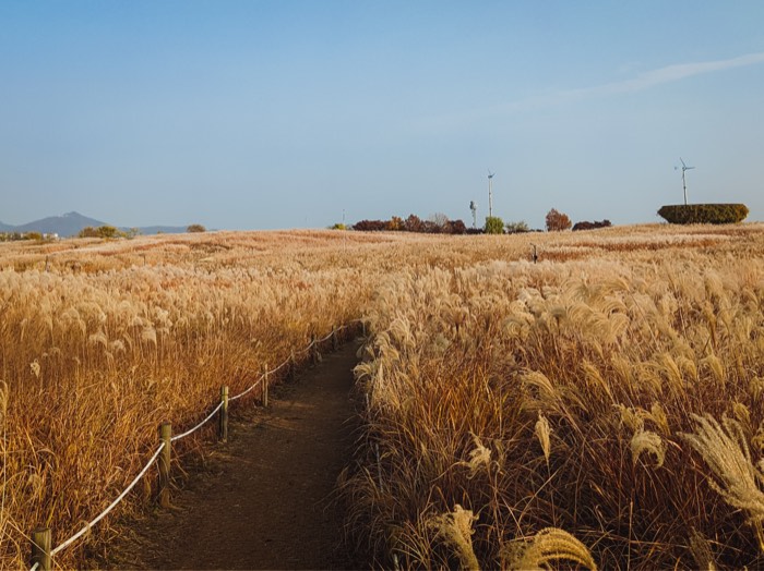 Field of pale silver grass stretching to the horizon at Haneul Park