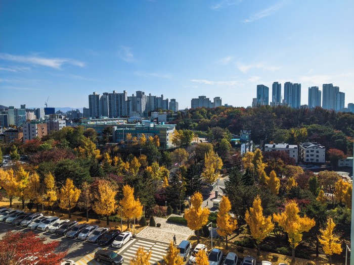 View over a university campus in autumn, golden ginkgo trees against high-rises and blue sky