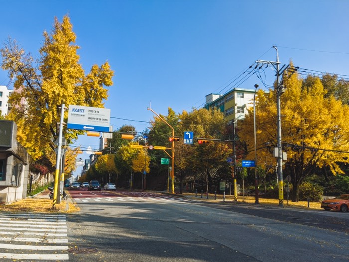 Quiet campus road junction lined with yellow ginkgo trees under a clear sky