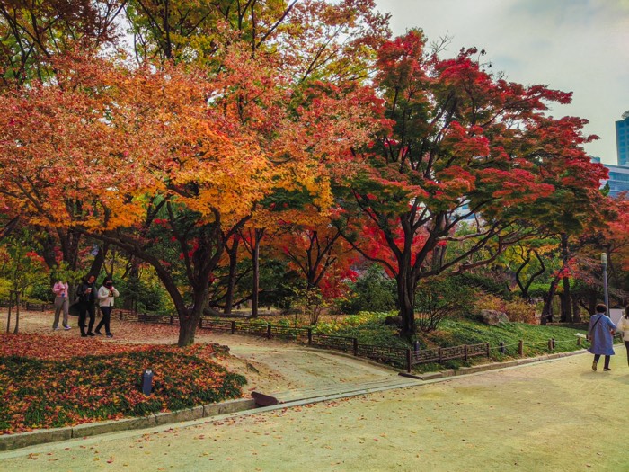 Park in full autumn colour, orange and scarlet maples over a curving path