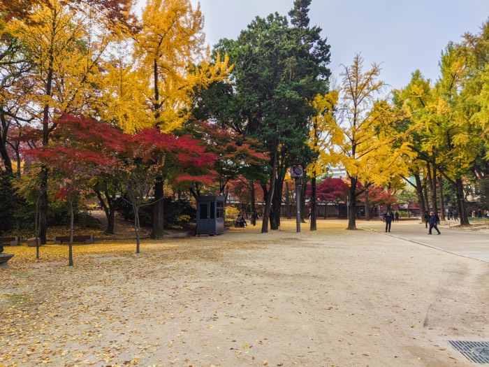Golden ginkgo and red maple trees around an open gravel courtyard