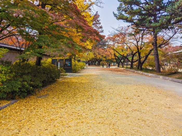 A path completely carpeted in fallen yellow ginkgo leaves, autumn trees on both sides