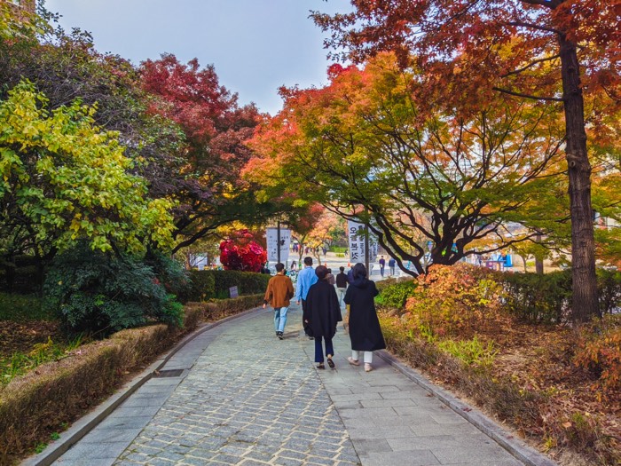 People walking a stone path beneath a canopy of red and orange autumn leaves