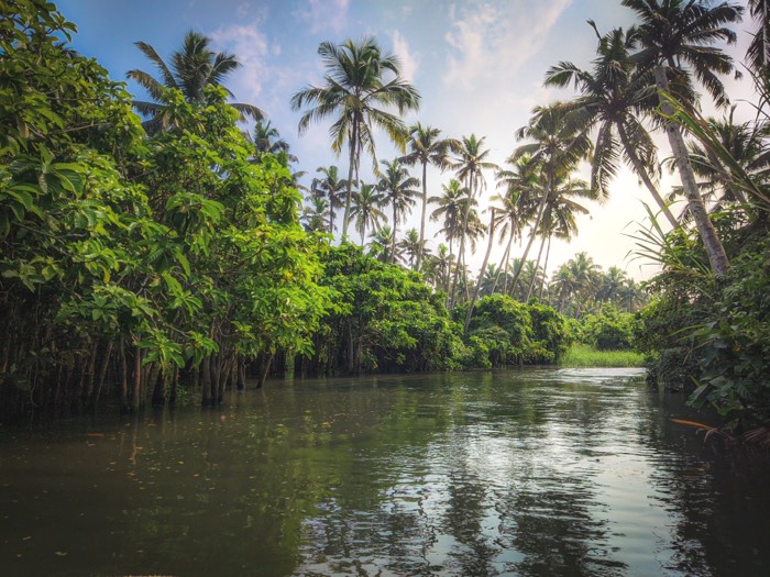 Still backwater lined with dense palms and greenery under a blue sky