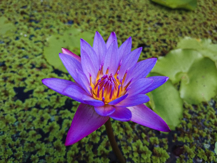Purple water lily open above green pond weed, yellow stamens at its centre