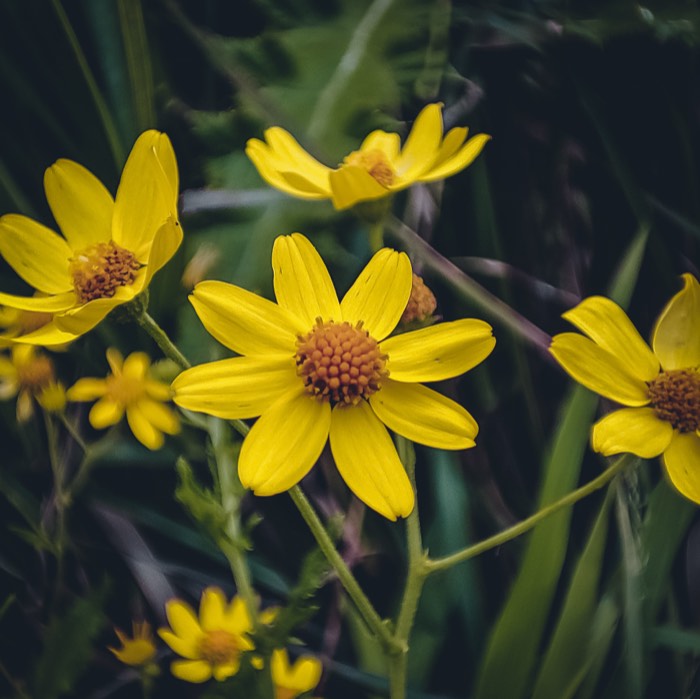 Cluster of small yellow wildflowers with orange centres against dark grass
