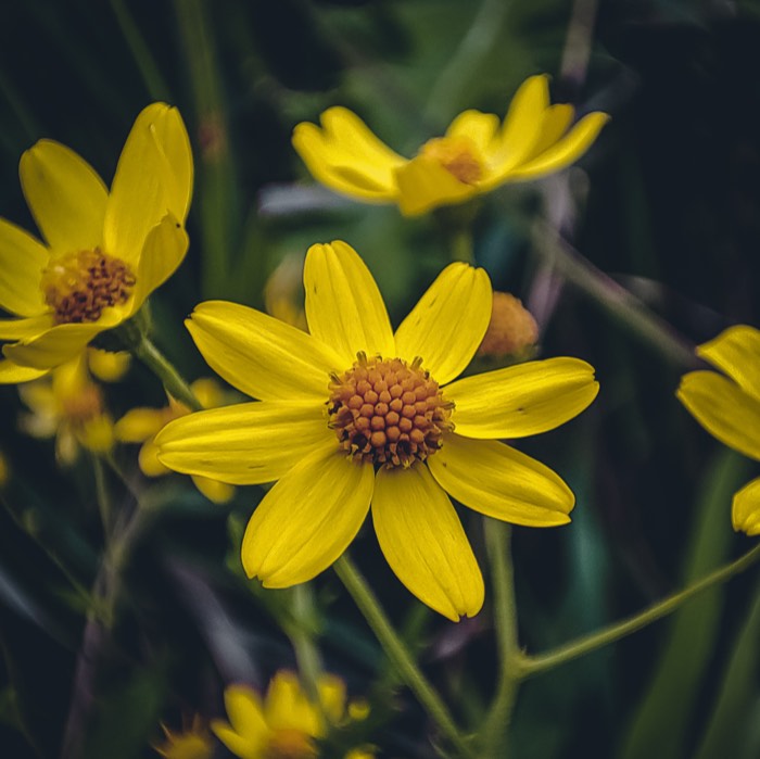 Close-up of a yellow wildflower, its orange centre sharp against a blurred green background